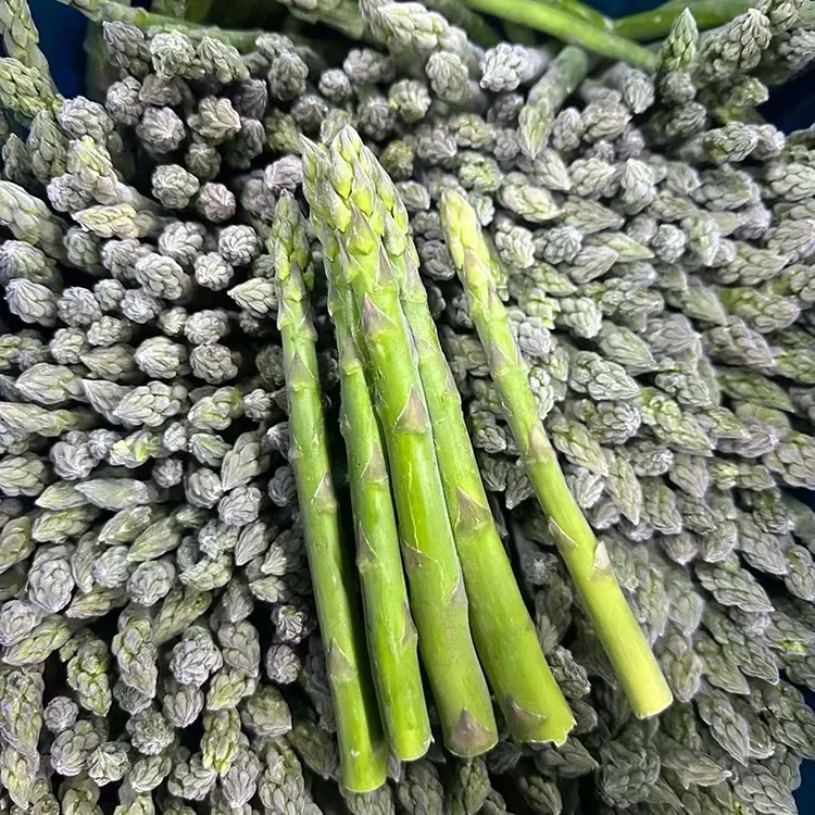 କ୍ରମାଗତ ଖାଦ୍ୟ ସେବା ଏବଂ ଉପାଦାନ ଯୋଗାଣ ପାଇଁ ମନୋନୀତ ଫ୍ରୋଜେନ୍ ଗ୍ରୀନ୍ ଅସରପା |