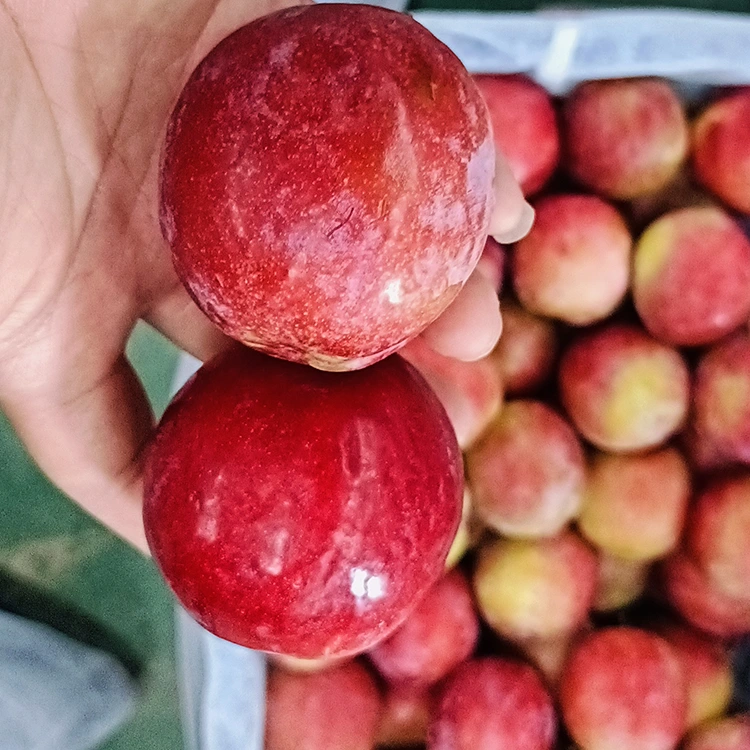 ସତେଜ ମିଠା ରେଡ୍ ମେଇଇ ପ୍ଲମ୍ |